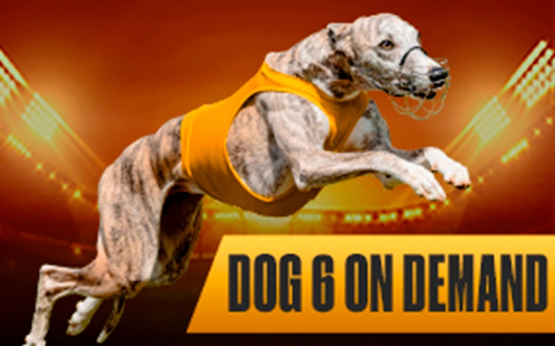 Virtual Dog 6 racing on demand at Melbet.
