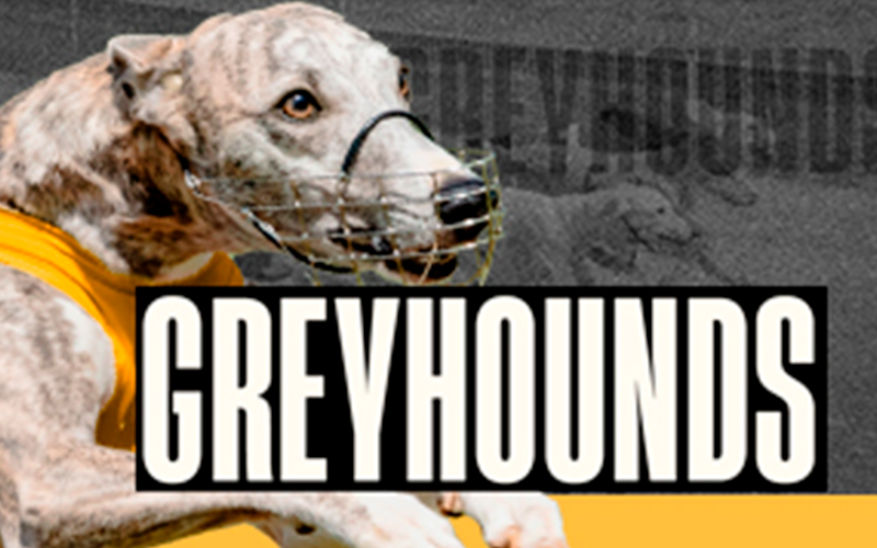 Virtual greyhound racing excitement at Melbet.